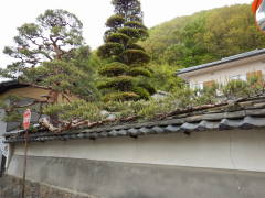 �����L�т����̎}