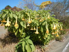 �G���W�F���X�g�����y�b�g