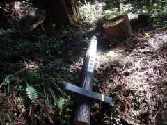 �b�B�����@���͌��s