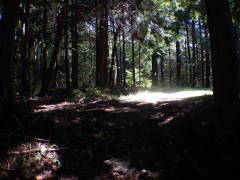 ���b�B�X��