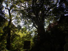 �����̃J�S�m�L