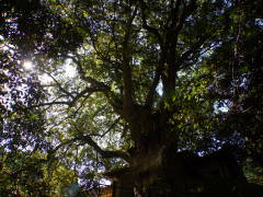 �����̃J�S�m�L