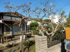 ���h�ȃ��~�W�̖�