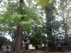 �X�M�E�C�`���E