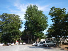 �핟���̃C�`���E