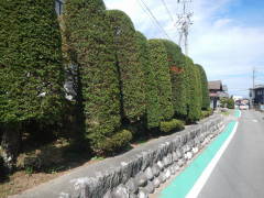 �C�`�C�̊_��