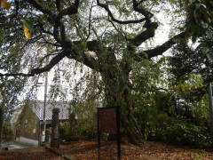 �����@�̃V�_���U�N��