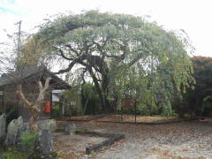 �����@�̃V�_���U�N��